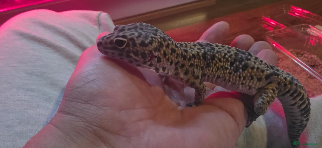 Gecko reptiles for sale: Leopard Gecko in Kidderminster - Advert 1