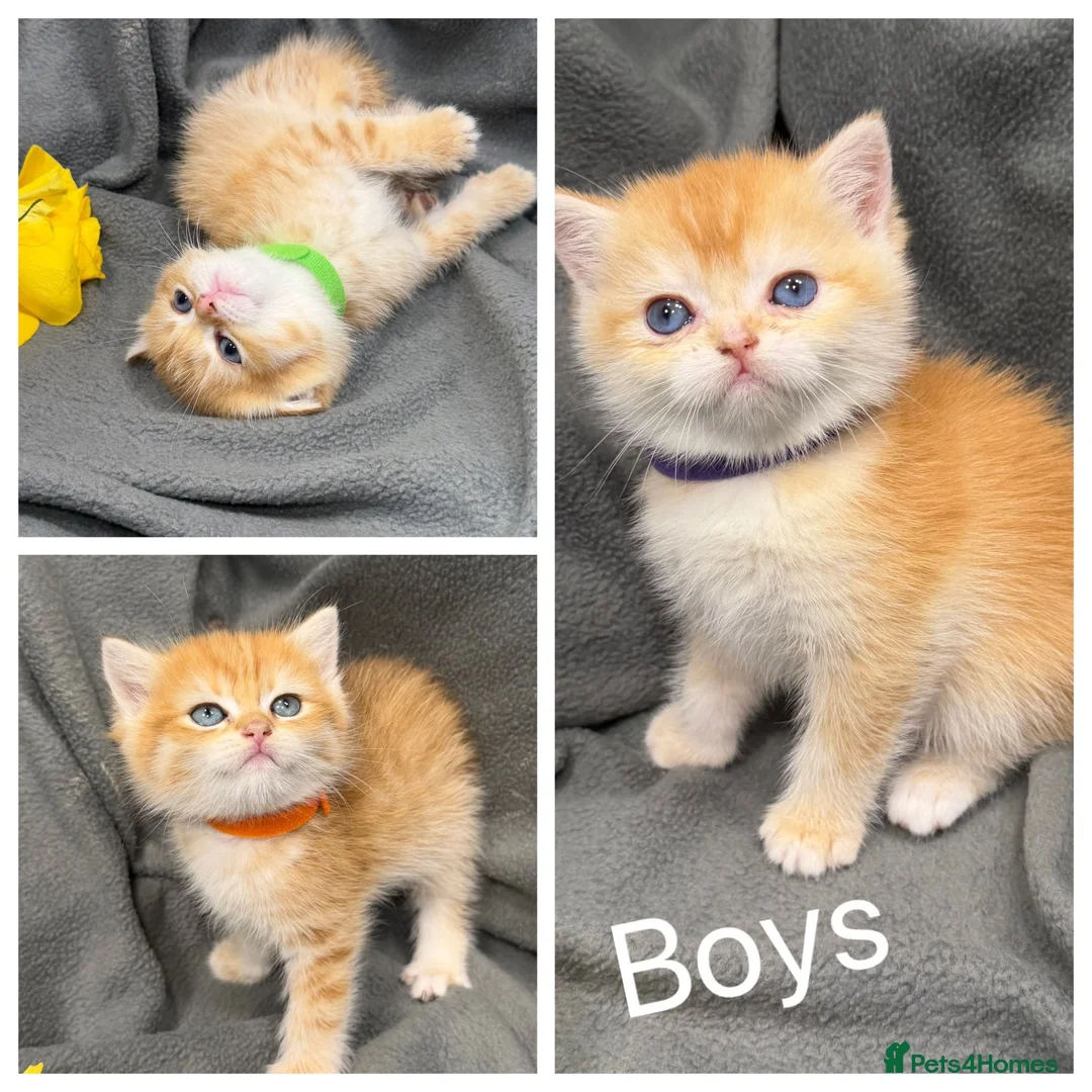 British Shorthair cats for sale: ✨Golden British Shorthair kittens ✨ - Advert 1