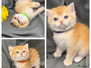 British Shorthair cats ✨Golden British Shorthair kittens ✨ - Advert 2