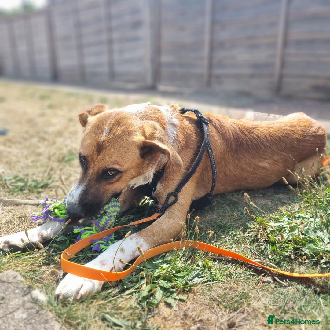 Mixed Breed dogs for adoption: Sweet Armin looking for LOvE - Image 23