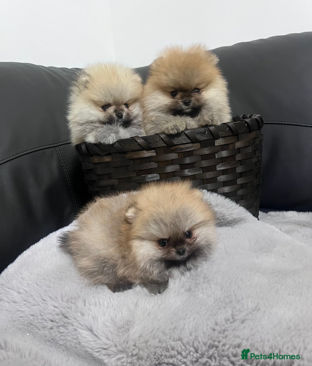 Pomeranian dogs for sale: 🔥Stunning 🐻Real Teddy Face🏆Quality  - Advert 9