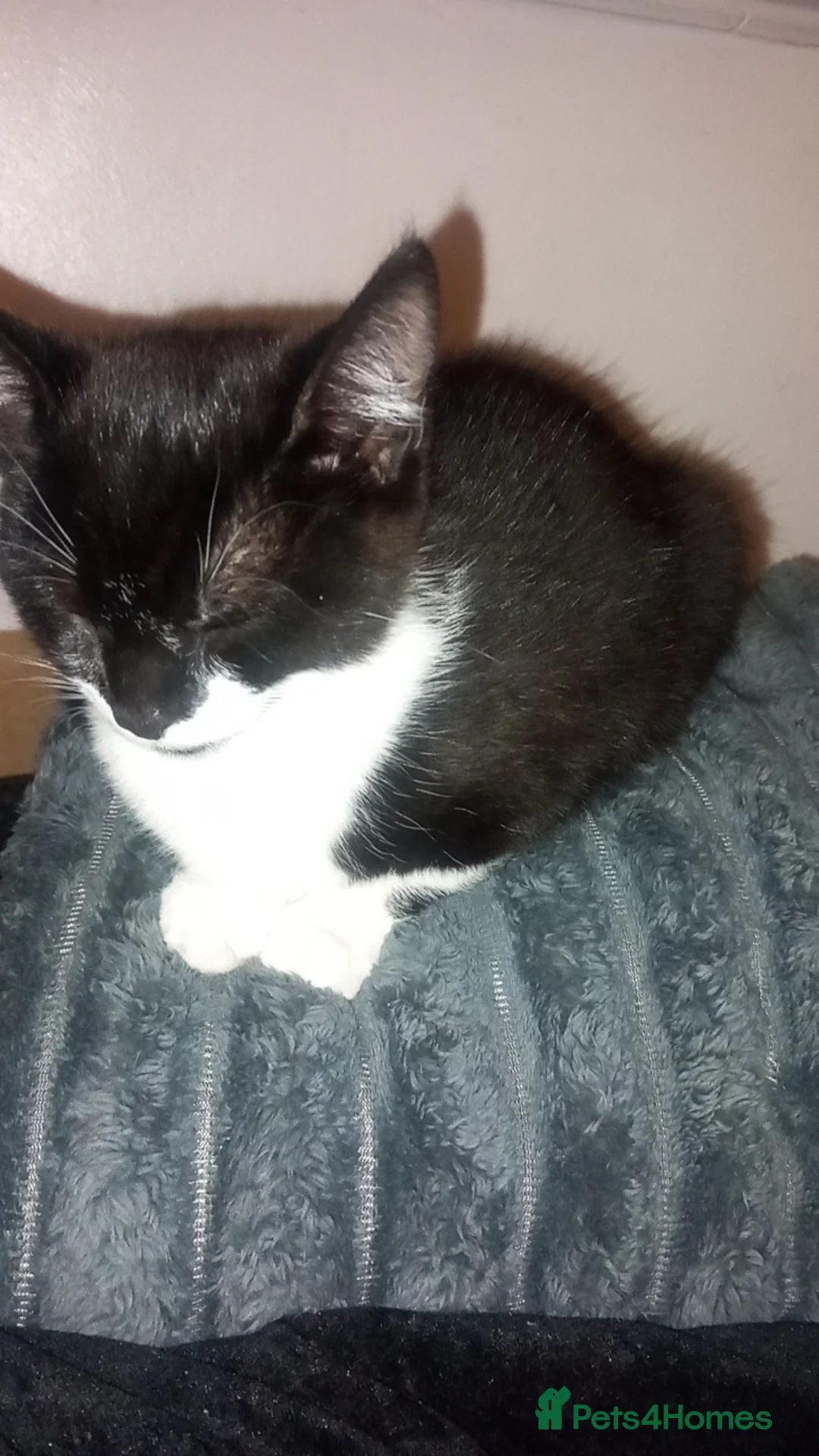 Mixed Breed cats for sale: Mixed breed kittens - Advert 2