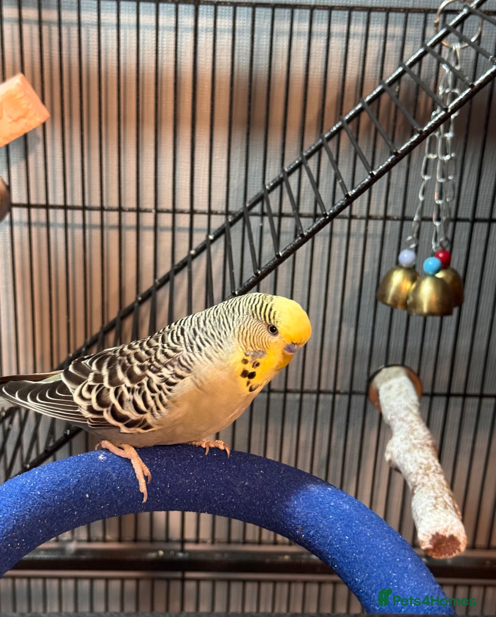 Budgerigars birds Adorable, tame budgie - Advert 1