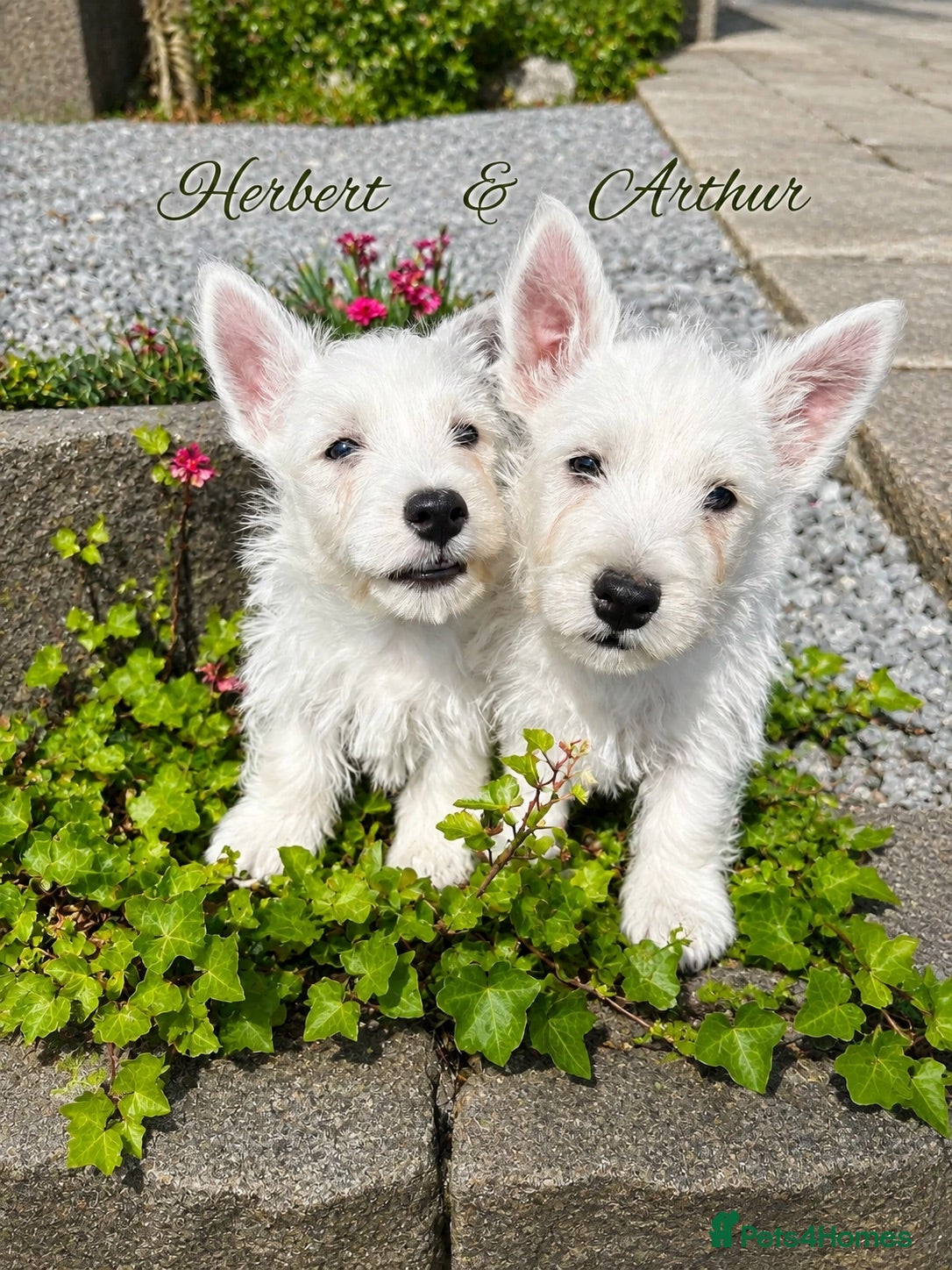 West Highland Terrier dogs Gorgeous West Highland Terrier Puppies - Advert 1