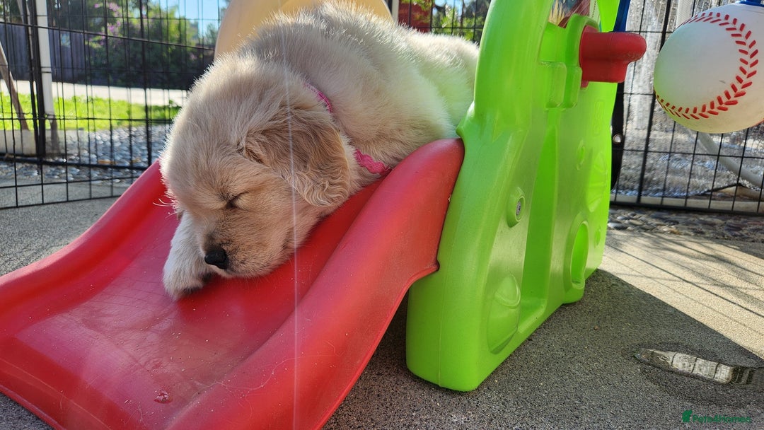 Golden Retriever dogs for sale: 7 Litter Of Golden Retrevier Pups Ready Now. - Image 7