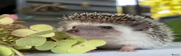 Pygmy Hedgehog rodents for sale: Boy African Pygmy Hedgehog Ethnical breeding mixed - Advert 5