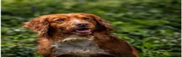 Cocker Spaniel dogs for sale: Working type cocker puppies  - Advert 4
