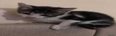 Mixed Breed 3