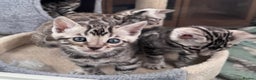 Bengal cats for sale: Ready mid March. Stunning TICA-registered Bengals  - Advert 1