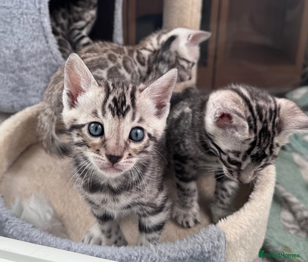 Bengal cats for sale: Ready mid March. Stunning TICA-registered Bengals  - Advert 1