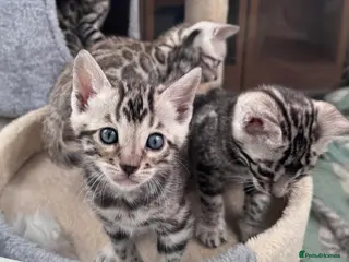 Bengal cats Ready mid March. Stunning TICA-registered Bengals - Advert 2