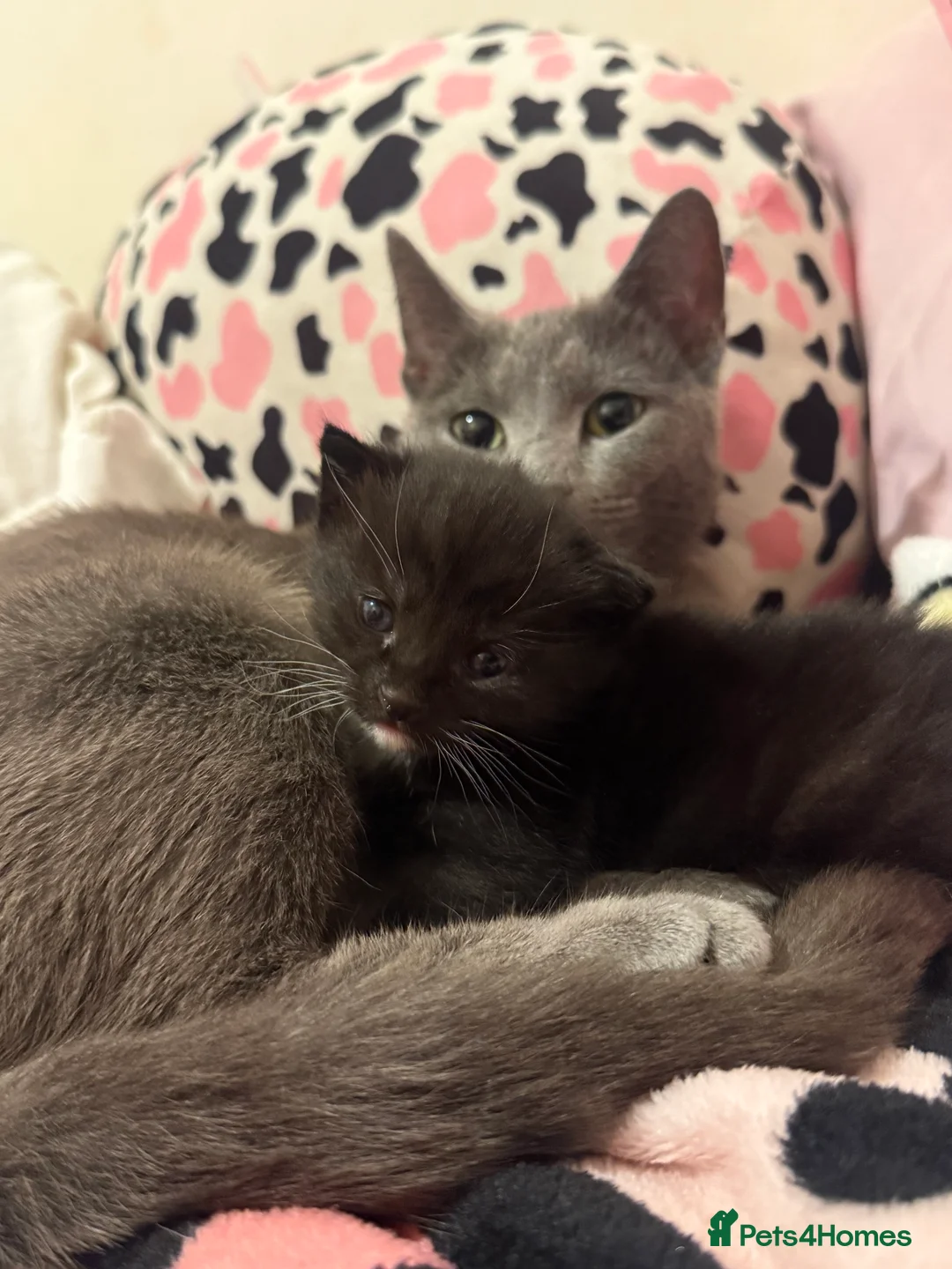 Mixed Breed cats for sale: Russian blue x tabby  - Advert 10