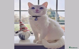 Mixed Breed cats for sale: White male cat rehome - Advert 4