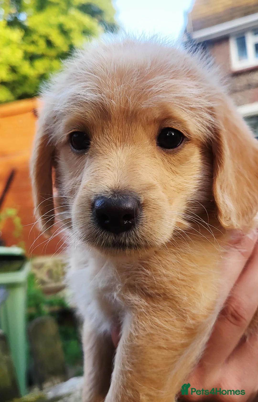 Labradoodle dogs for sale: Mini labradoodles F1 - Advert 2
