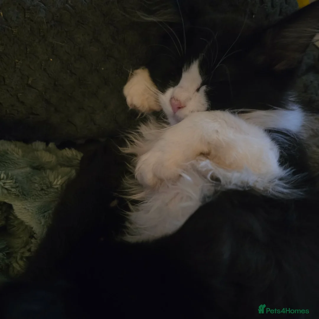 Mixed Breed cats for sale: Beautiful kittens - Advert 20