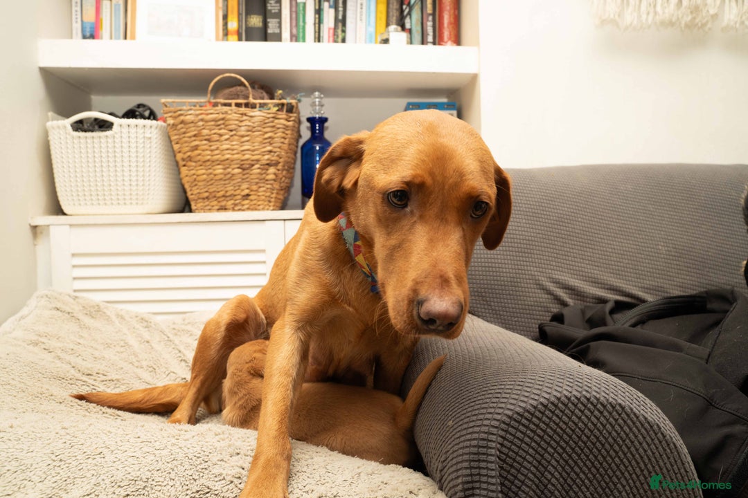 Labrador Retriever dogs for sale: Stunning Fox Red Labrador Puppies For Sale - Image 11