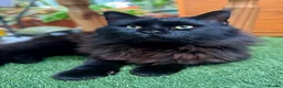 Mixed Breed cats for sale: ✨ Stunning Ragdoll X Maine Coon Kitten  - Advert 3