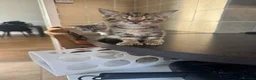 Mixed Breed cats for sale: Gorgeous Kittens  - Advert 8