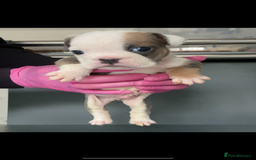 English Bulldog dogs for sale: KC registered English Bulldog Puppies  - Image 22