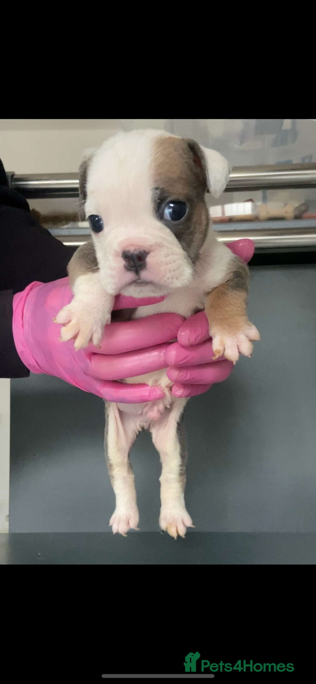 English Bulldog dogs for sale: KC registered English Bulldog Puppies  - Image 22
