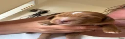 Cockapoo dogs for sale: Health tested parents beautiful cockapoos 😍 - Advert 9