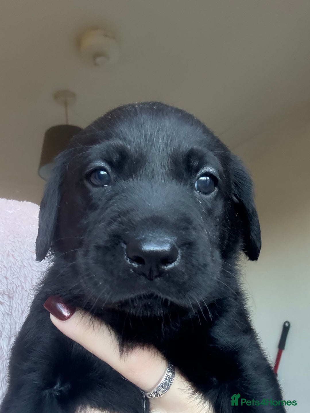 Labrador Retriever dogs for sale: Labrador puppies.  - Advert 30