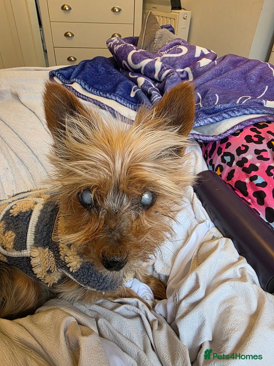 Yorkshire Terrier dogs for sale:    yorkie female - Advert 3