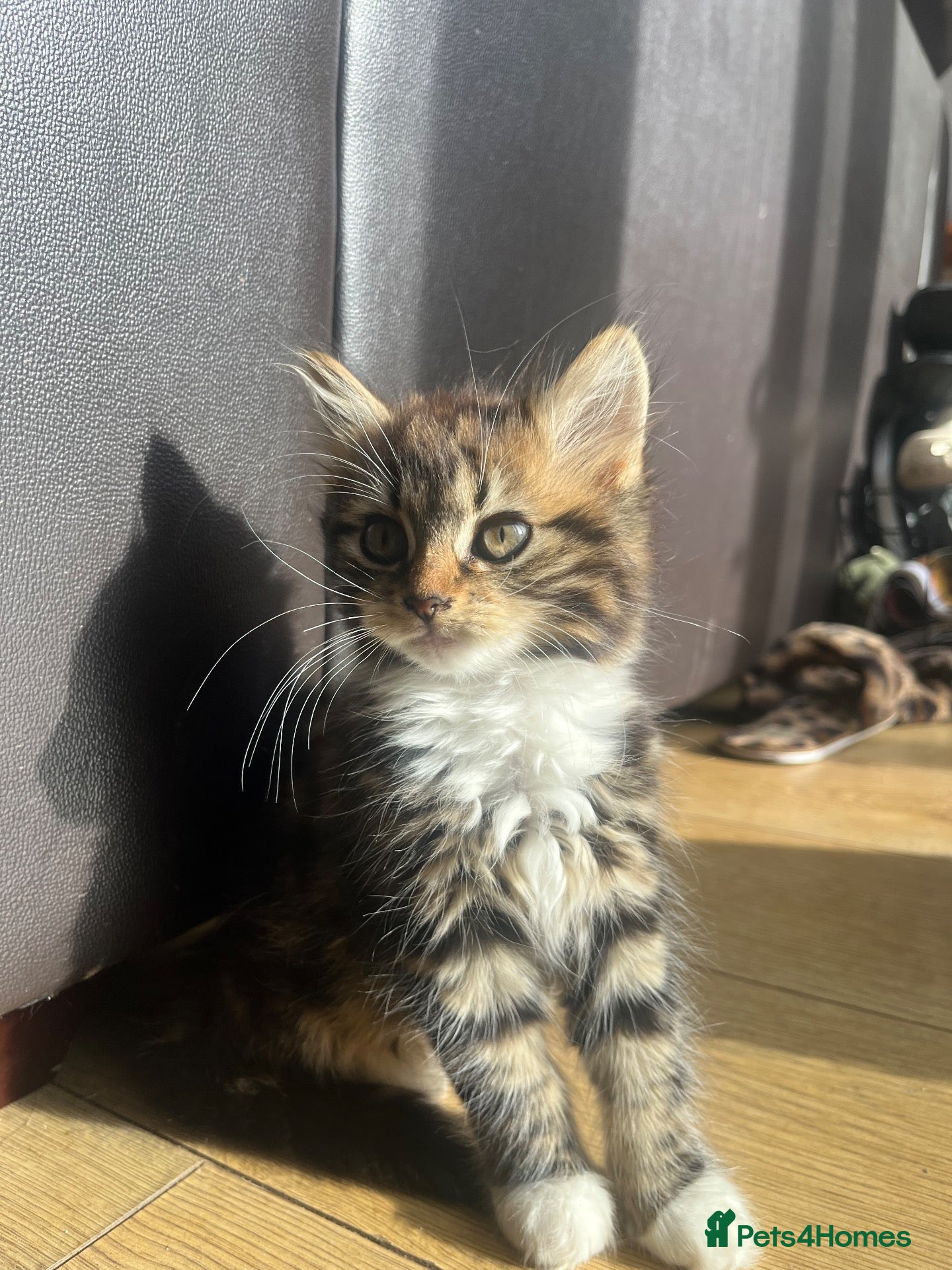Mixed Breed cats Three Adorable Kittens Ready To Go - Advert 4