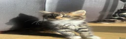Mixed Breed cats for sale: Three Adorable Kittens Ready To Go in Wigan - Advert 1