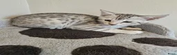 Bengal cats for sale: Bengal ready now  - Advert 5