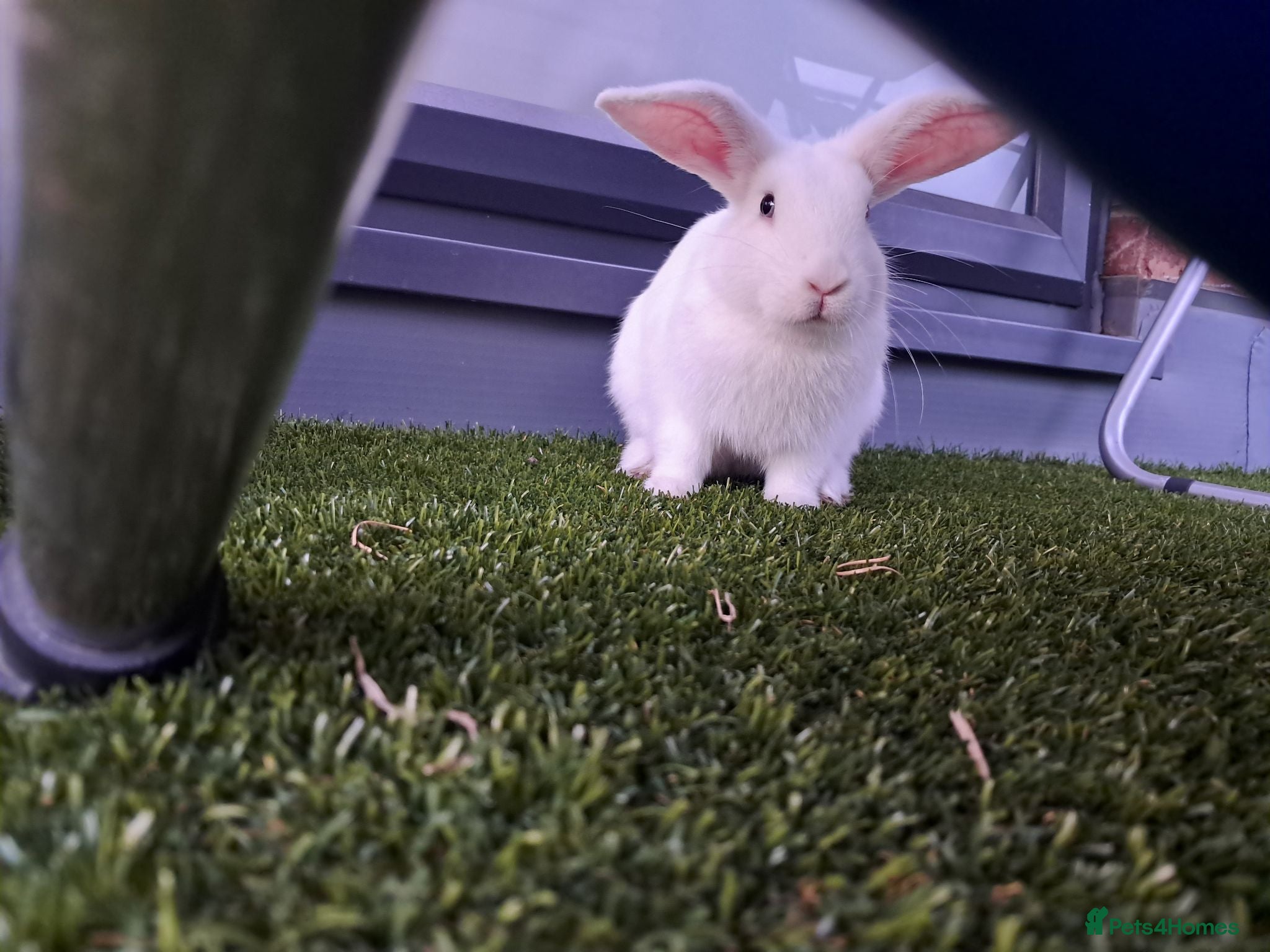 English Lop rabbits £35 Female Baby rabbit for sale - Advert 2