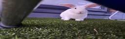 English Lop rabbits for sale: £35 Female Baby rabbit for sale in Hayes - Advert 1
