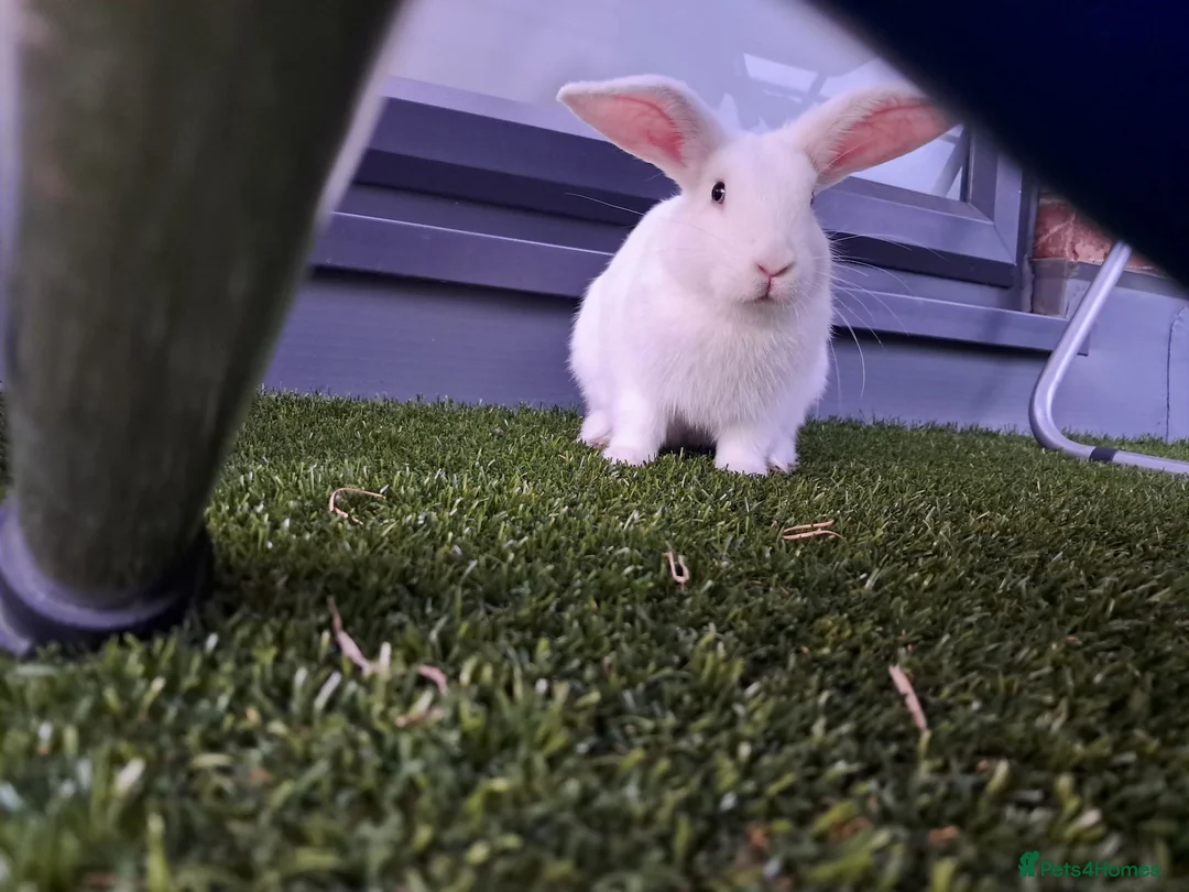 English Lop rabbits for sale: £35 Female Baby rabbit for sale in Hayes - Advert 1