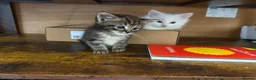 Turkish Angora cats for sale: Turkish angora mix with Persian - Advert 10