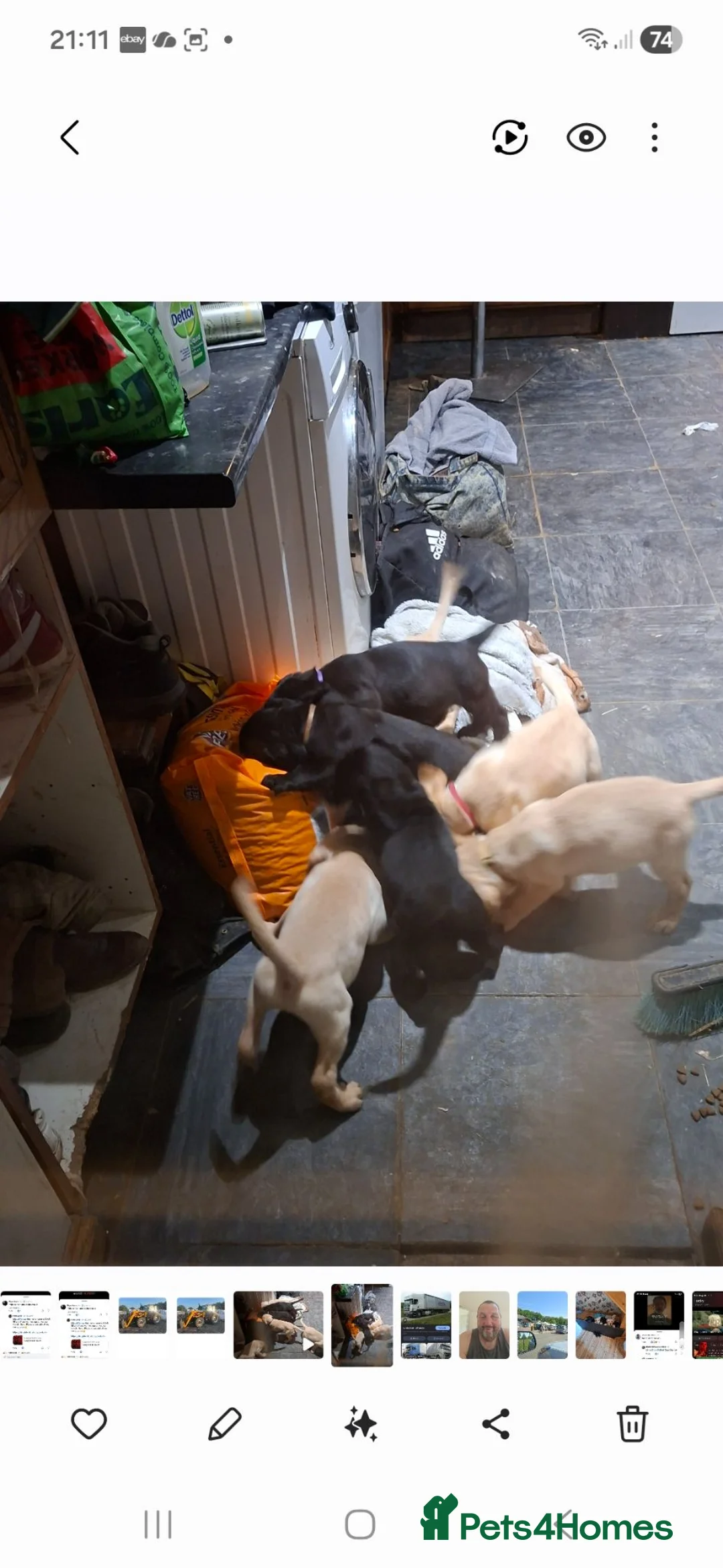 Labrador Retriever dogs for sale: Labrador puppies  in Chesterfield - Advert 7
