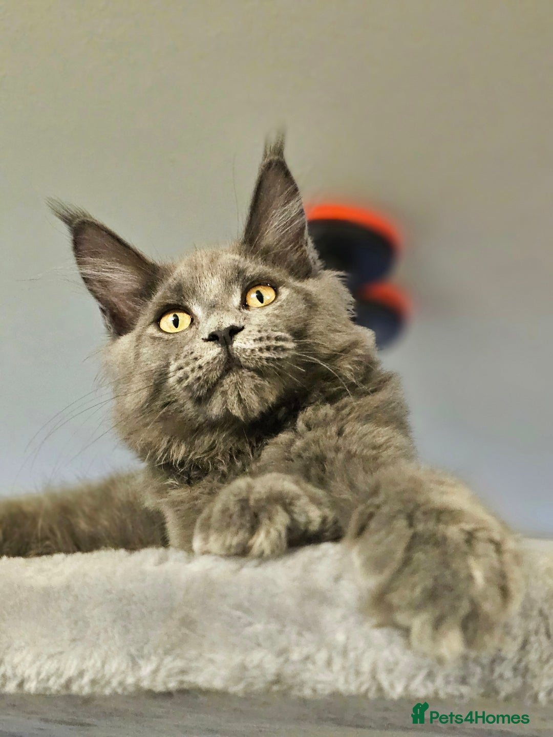 Maine Coon cats for sale: 🔥*Stunning Litter of 8💎Solid Blue Maine Coon*🔥  - Image 34