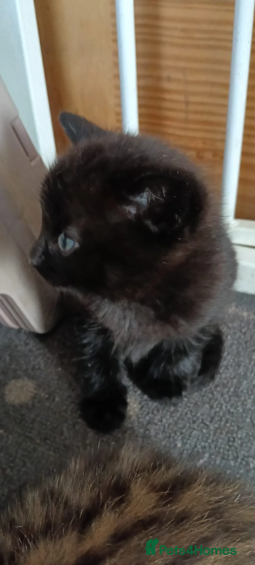 Bengal cats for sale: Bengal and Tuxedo Kittens.   - Advert 2