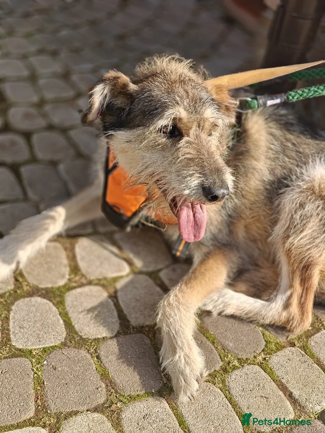 Mixed Breed dogs for adoption: ❤️OXY❤️Large• Scruffy •Gentle • Playful • Loving - Advert 11