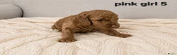 Cockapoo dogs for sale: Cockapoo  in Wolverhampton - Advert 14