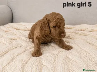 Cockapoo dogs Adorable Cockapoo puppies 🐶 - Advert 1