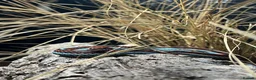 Garter Snake reptiles for sale: 2 male Sanfrancisco Garter Snakes - Advert 2