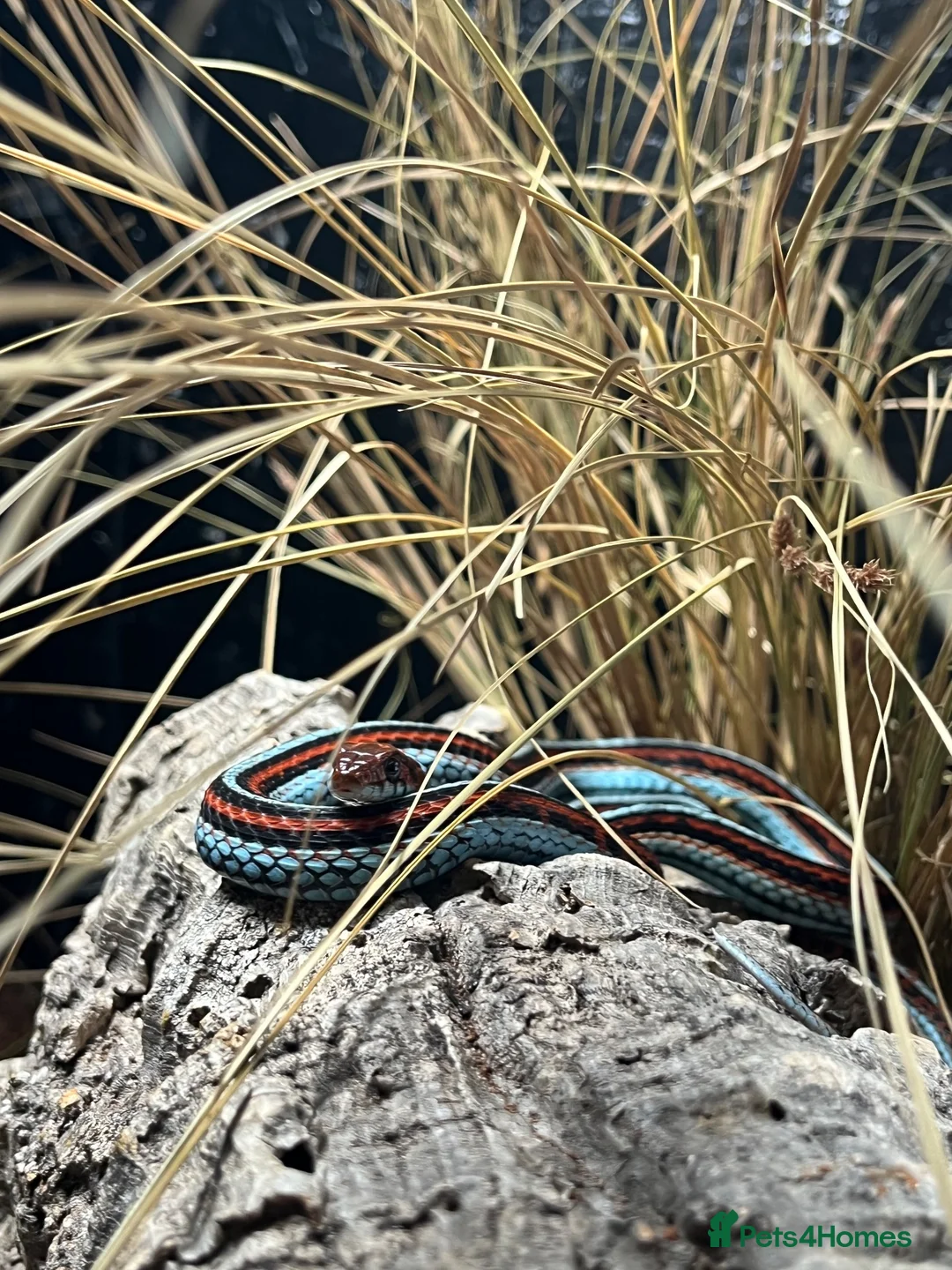 Garter Snake reptiles for sale: 2 male Sanfrancisco Garter Snakes - Advert 2