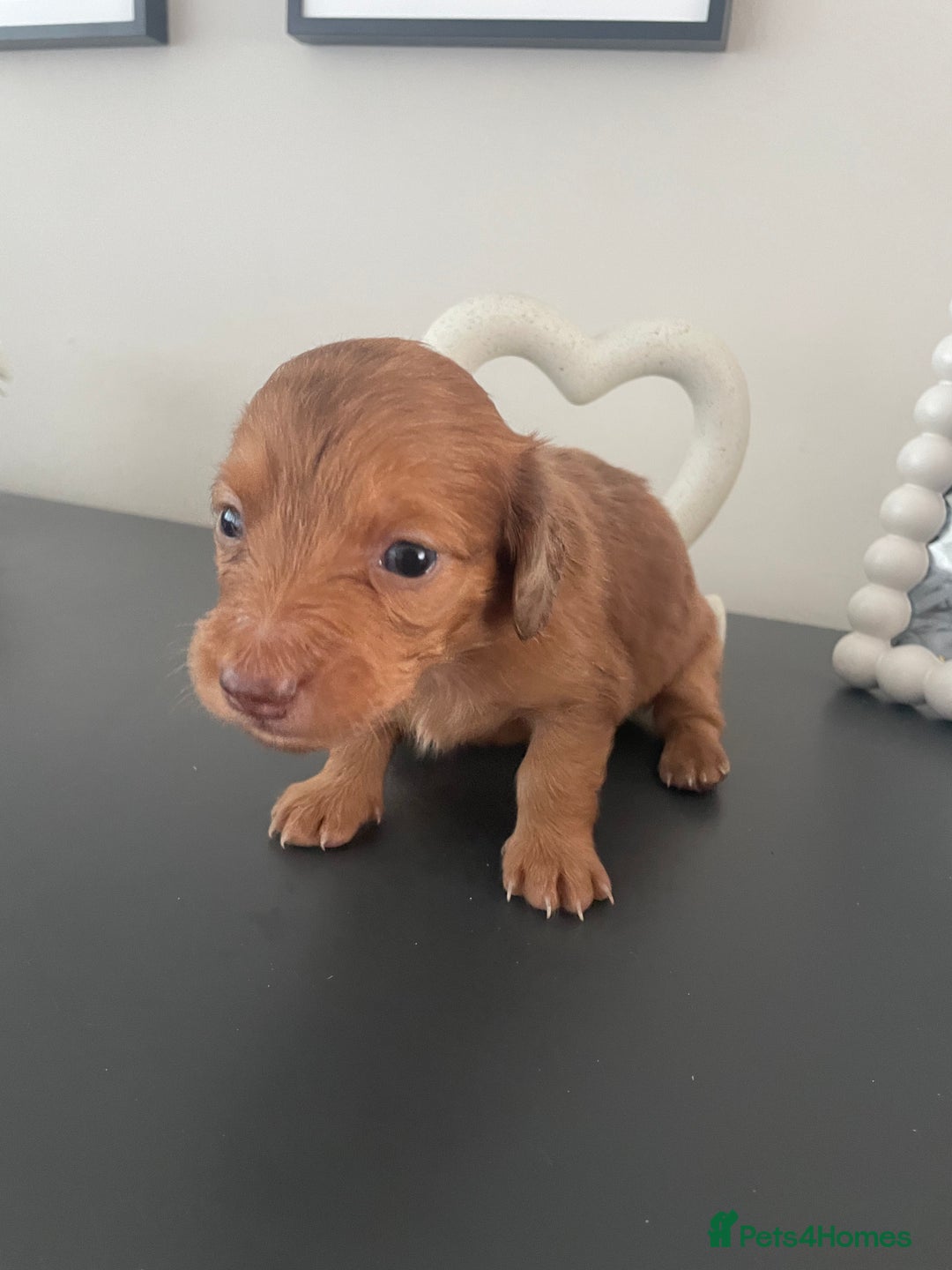 Miniature Dachshund dogs for sale: Long haired dachshund puppies   - Image 21