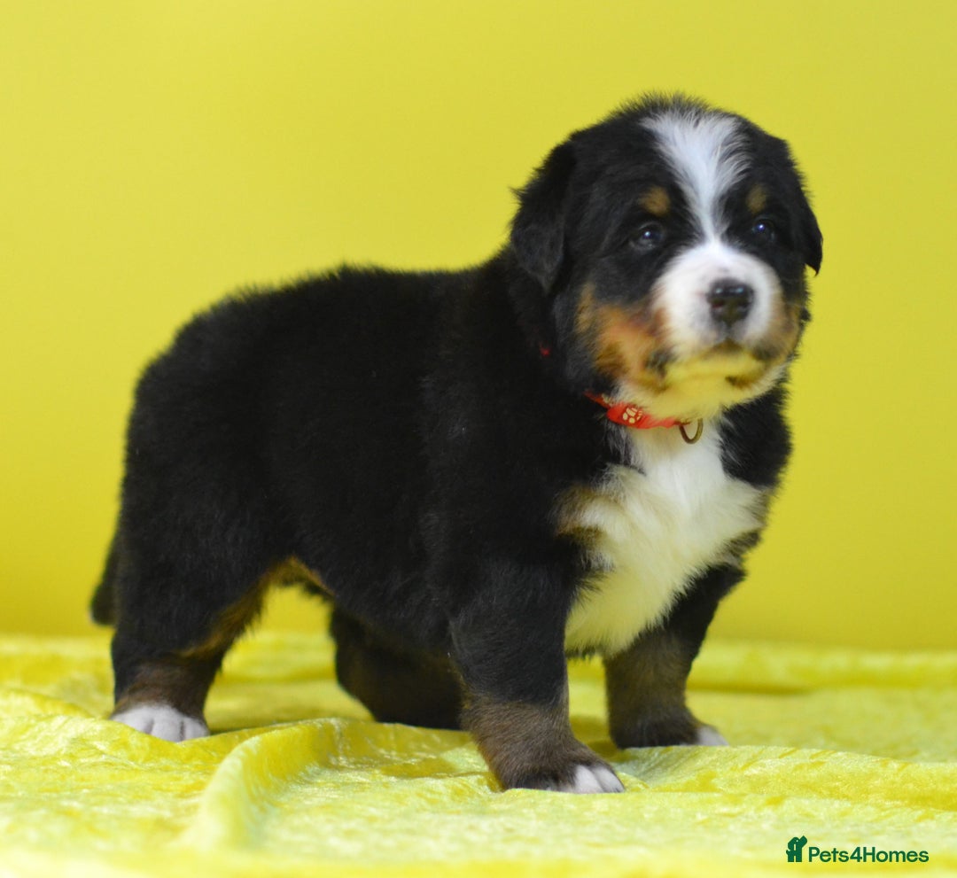 Bernese Mountain Dog dogs for sale: KC REGISTERED LITTER OF BERNESE MOUNTAIN DOG PUPS - Advert 15
