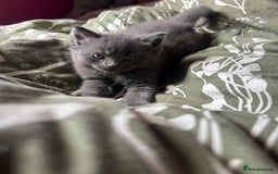 Ragdoll cats for sale: 2 adorable 1/4 ragdoll kittens available  - Image 5