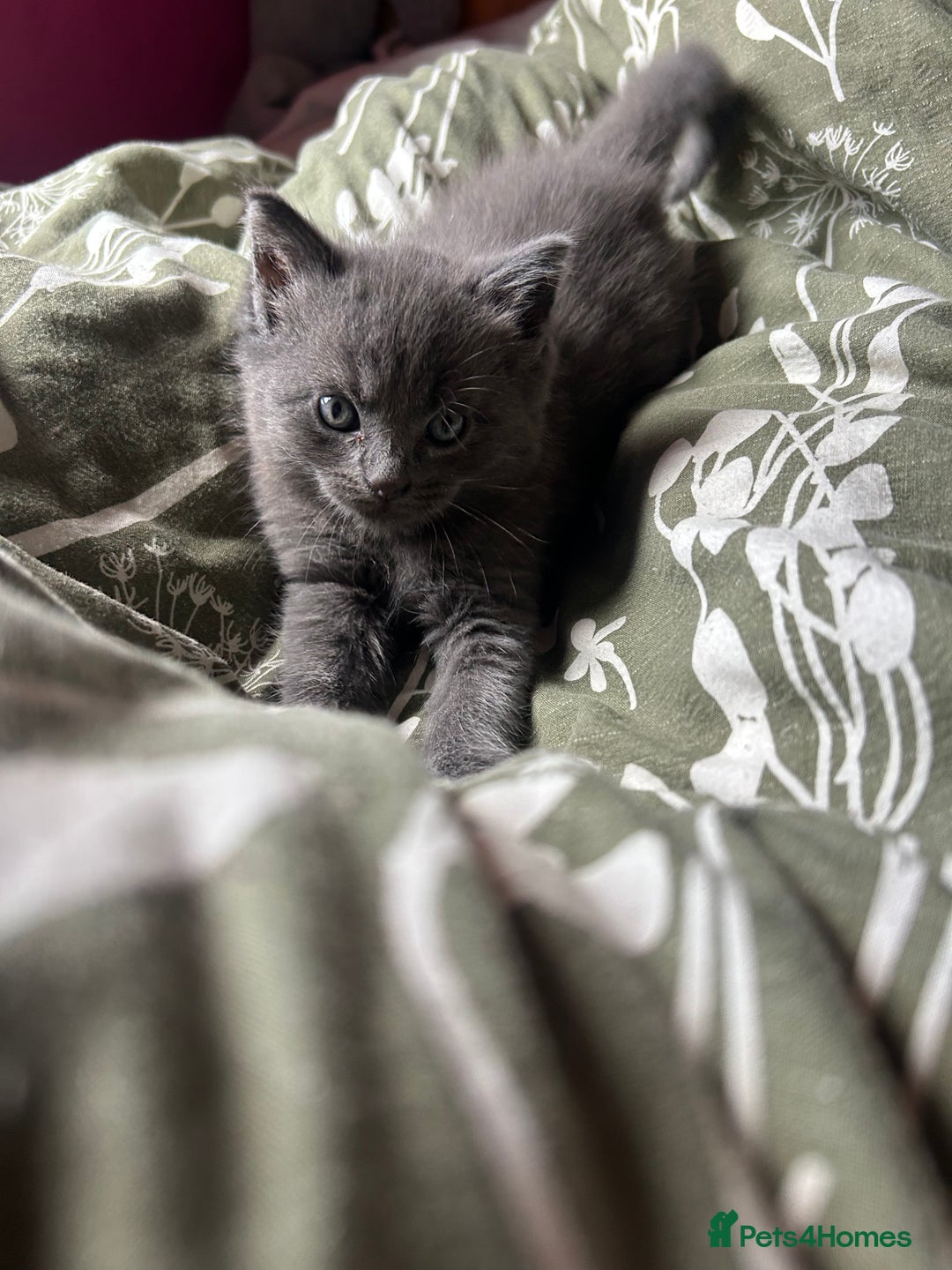 Ragdoll cats for sale: 2 adorable 1/4 ragdoll kittens available  - Image 5