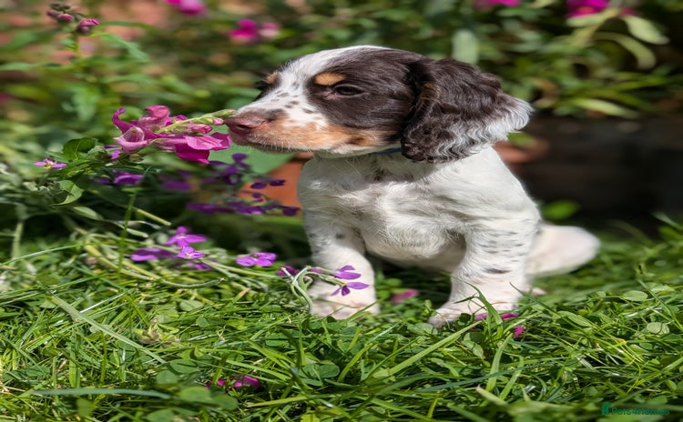 Cocker Spaniel dogs - Advert 10