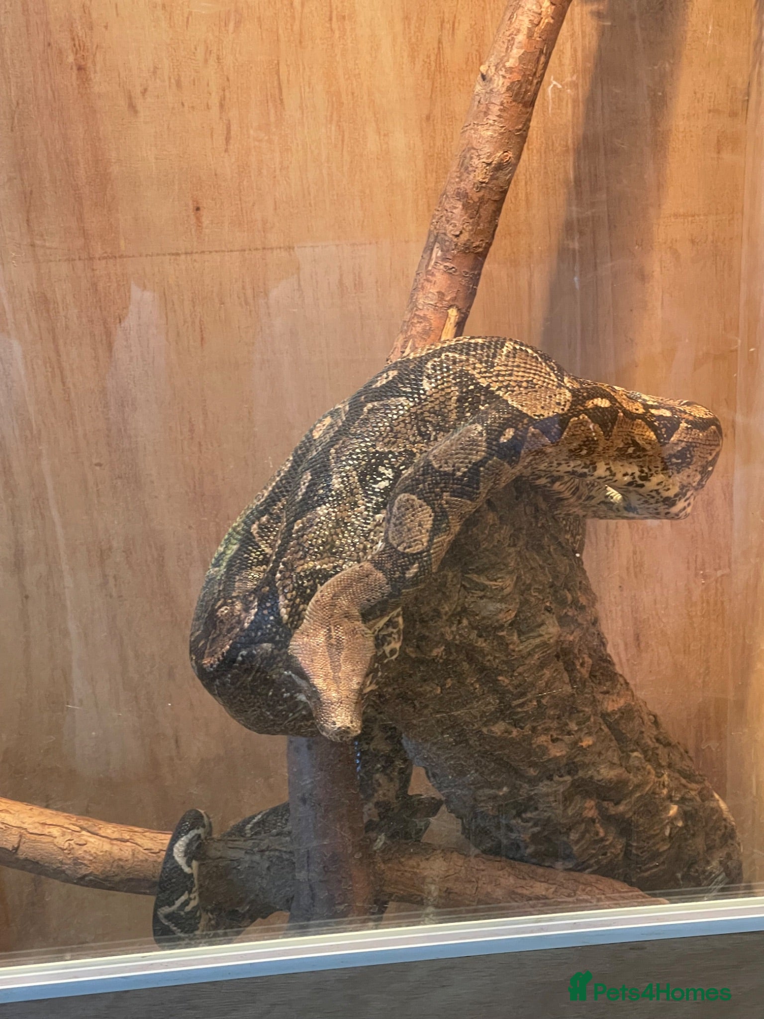 Boa Snake reptiles Boa constrictor  - Advert 3
