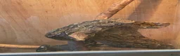 Boa Snake reptiles for sale: Boa constrictor  - Advert 1