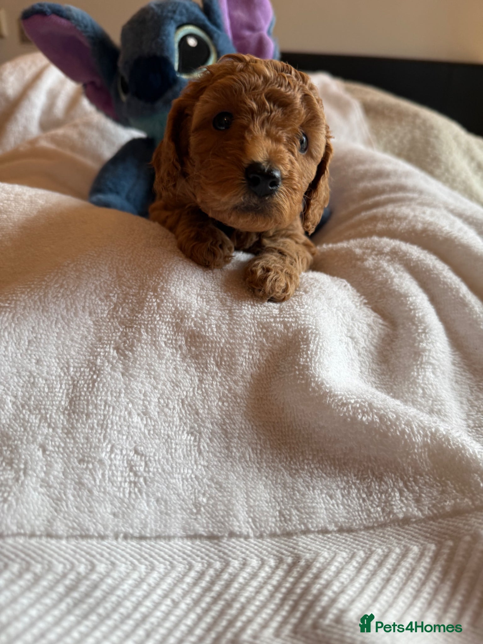 Cavapoo dogs Gorgeous Cavapoo Puppies for Sale – Ready Soon! - Advert 2